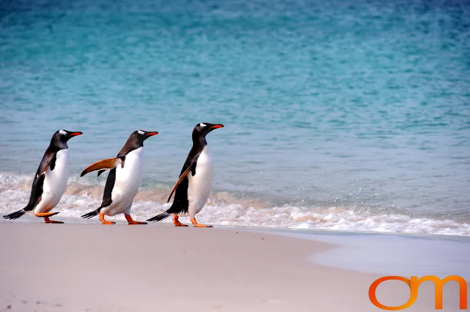 Gentoo Penguins
