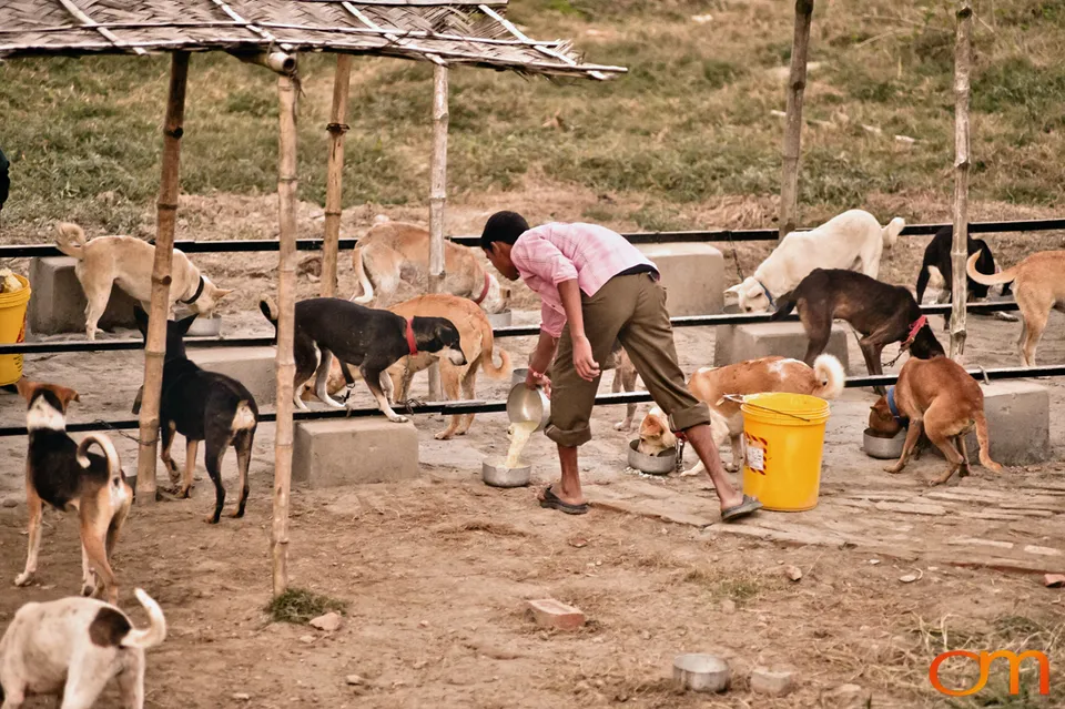 Kolkata Street Dogs: Community Care and the Indian Native Dog