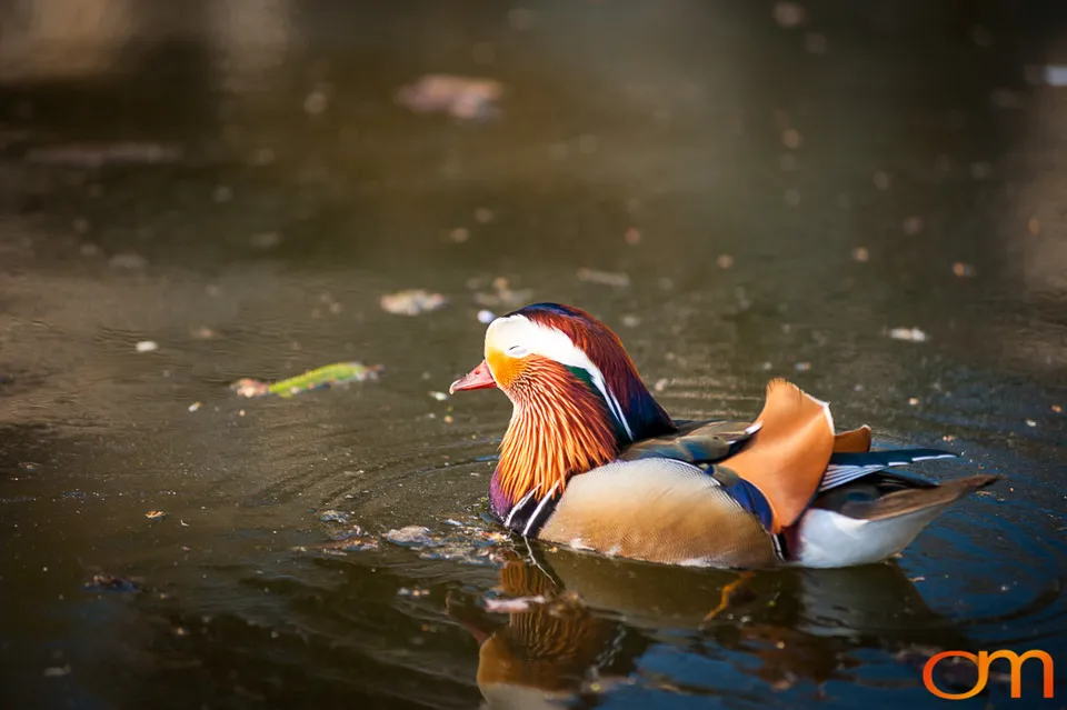 Mandarin Ducks in Sanssouci Park