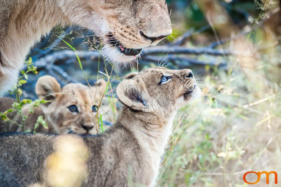 Leopards and Lions: Okavango Delta