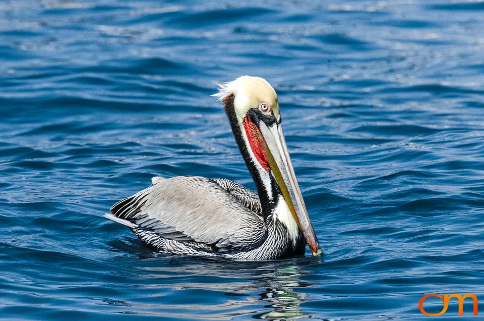 Cabo San Lucas: Marine Wildlife at Land’s End