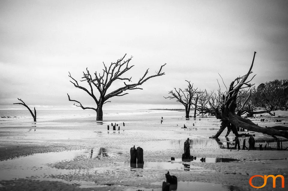 Dead trees in tidal water