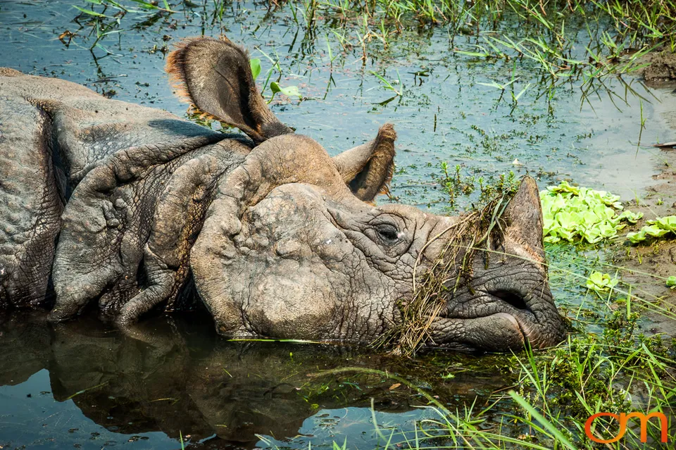 Wildlife in Chitwan National Park