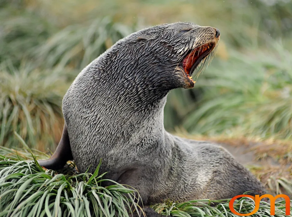 Antarctic Fur Seals