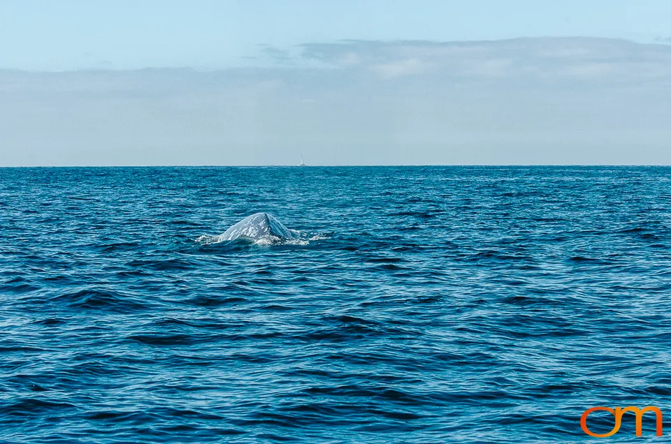 Cabo San Lucas: Marine Wildlife at Land’s End