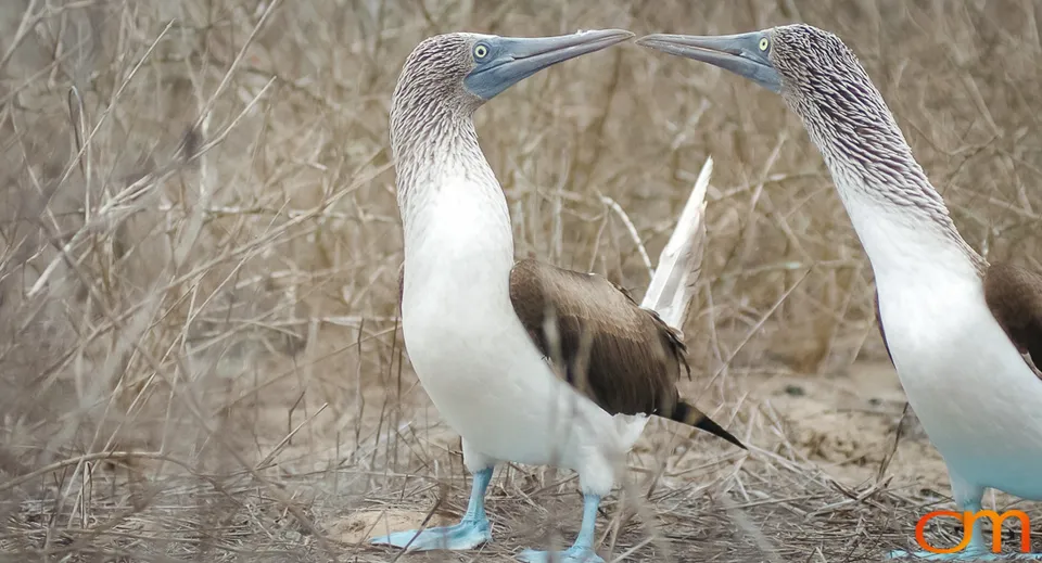 Blue-footed Booby