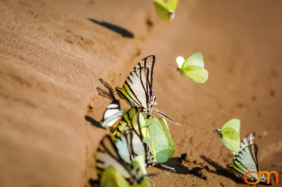 Butterfly Mud-Puddling in the Peruvian Amazon
