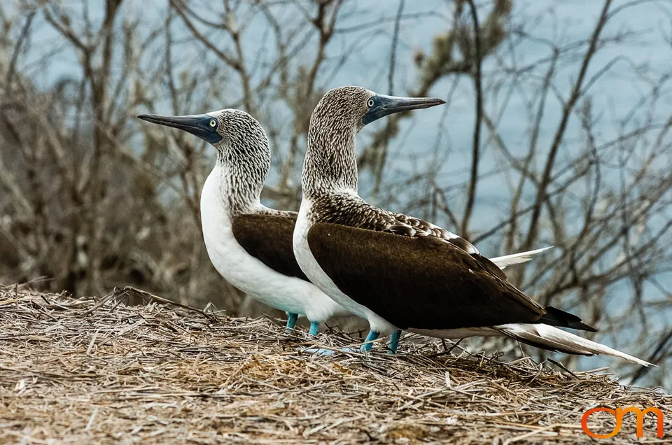 Blue-footed Booby
