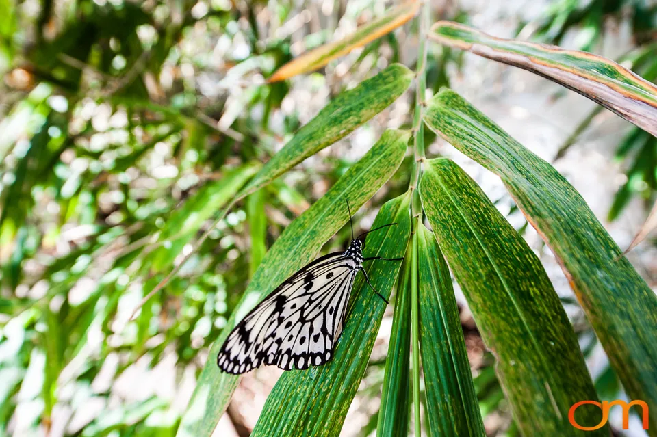 Butterflies and Moths at Butterfly Wonderland