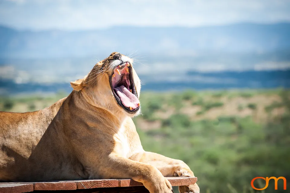 Out of Africa Wildlife Park & Sanctuary