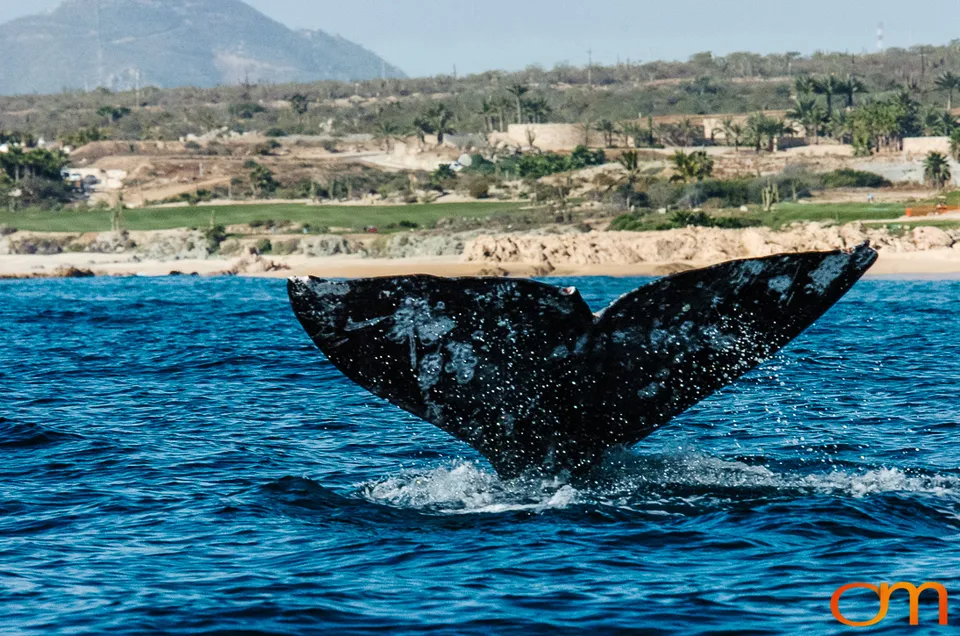 Cabo San Lucas: Marine Wildlife at Land’s End