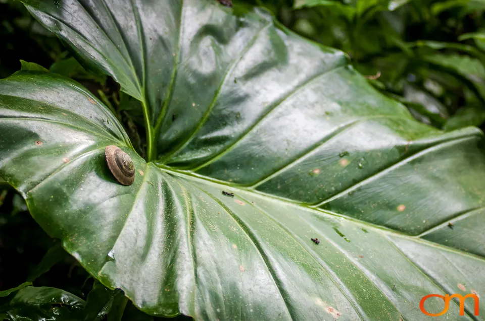 Puerto Rico: History and Biodiversity