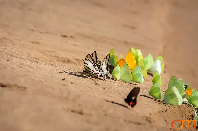 Butterfly Mud-Puddling in the Peruvian Amazon
