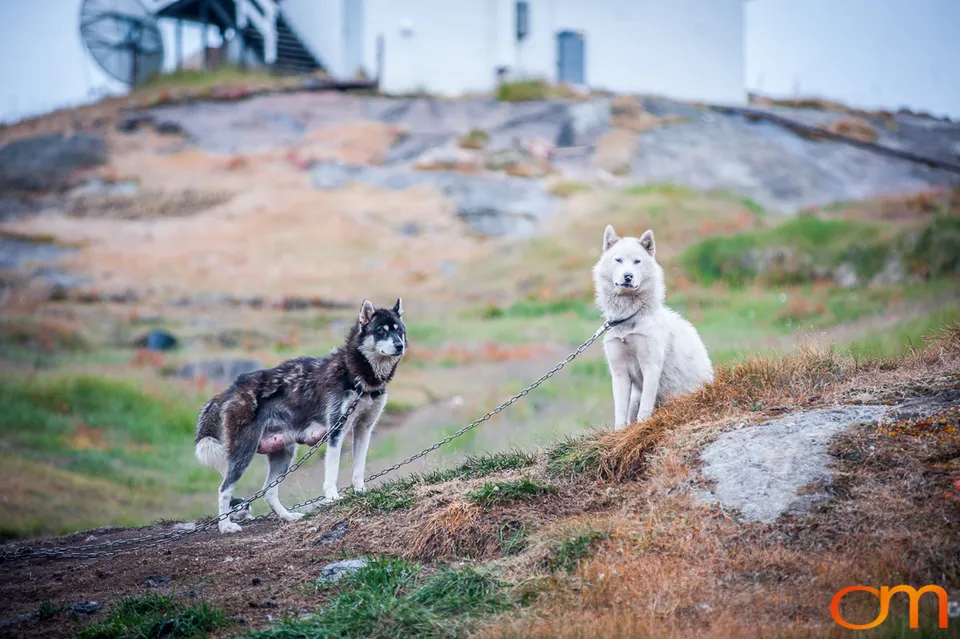 Qimmit: Greenland’s Working Sled Dogs