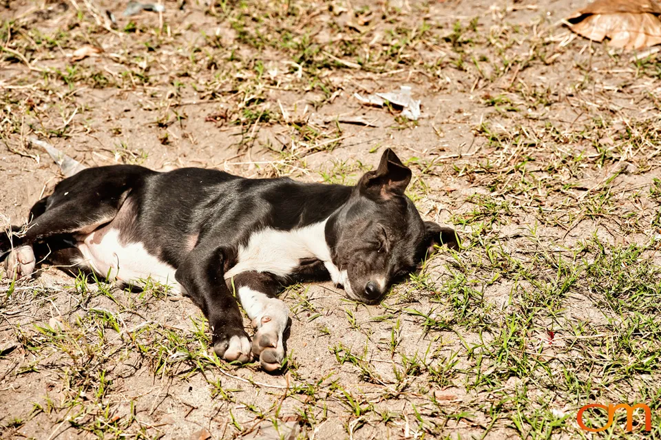 Kolkata Street Dogs: Community Care and the Indian Native Dog