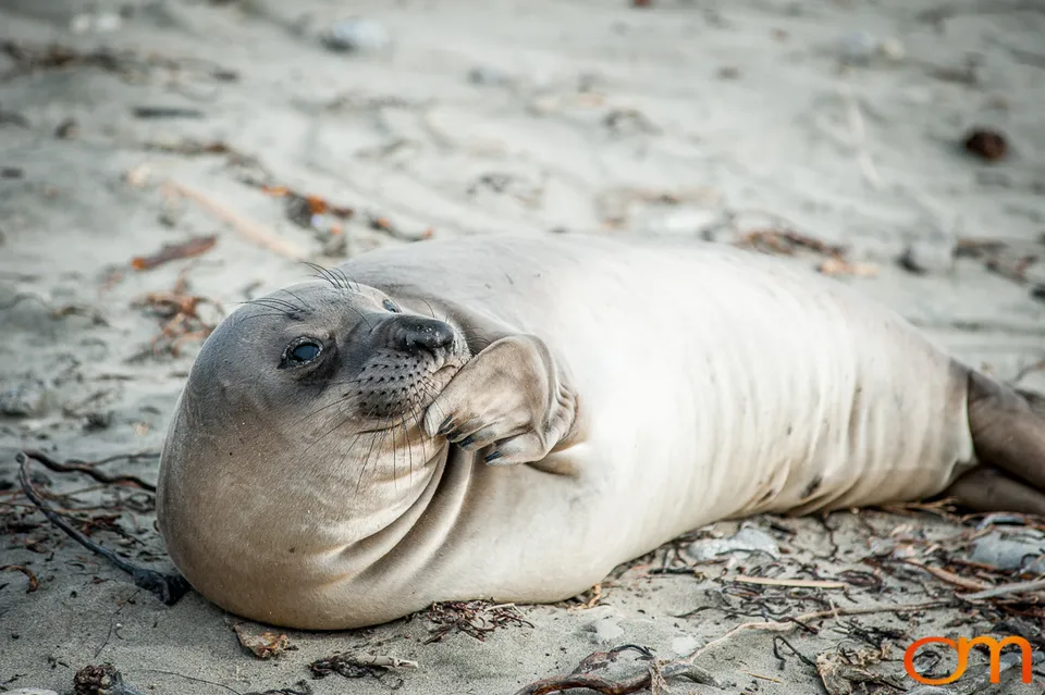 Northern Elephant Seals at Año Nuevo State Park