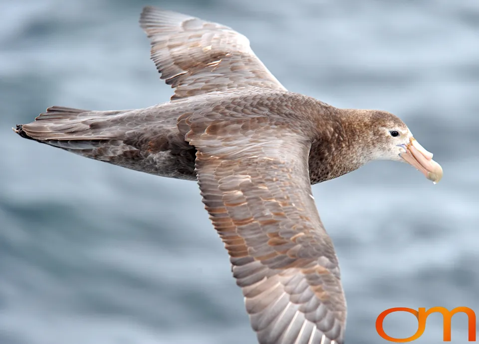 Southern Giant Petrel