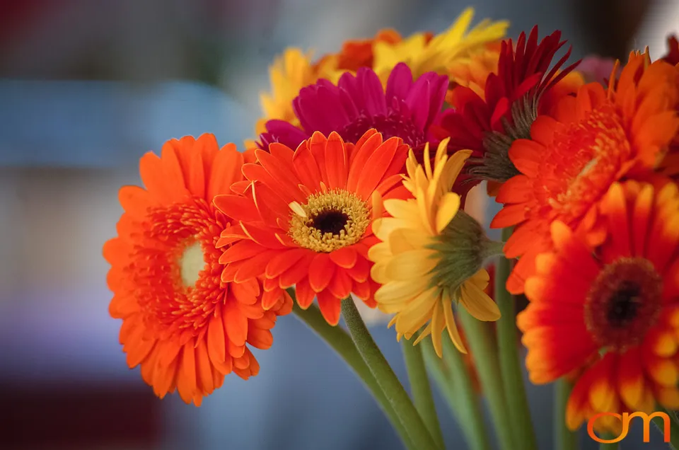 Gerbera Daisies in Groningen