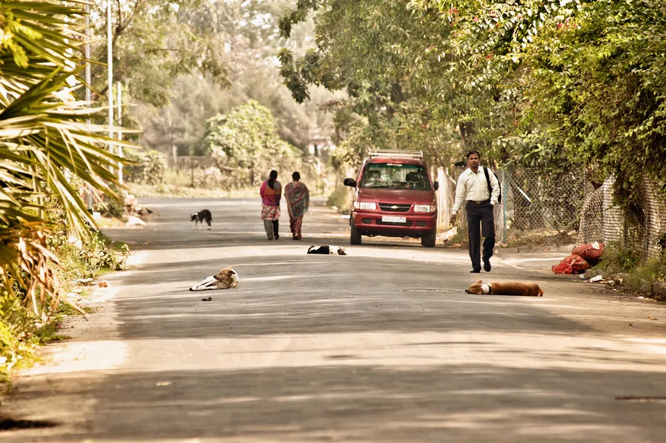 Kolkata Street Dogs: Community Care and the Indian Native Dog