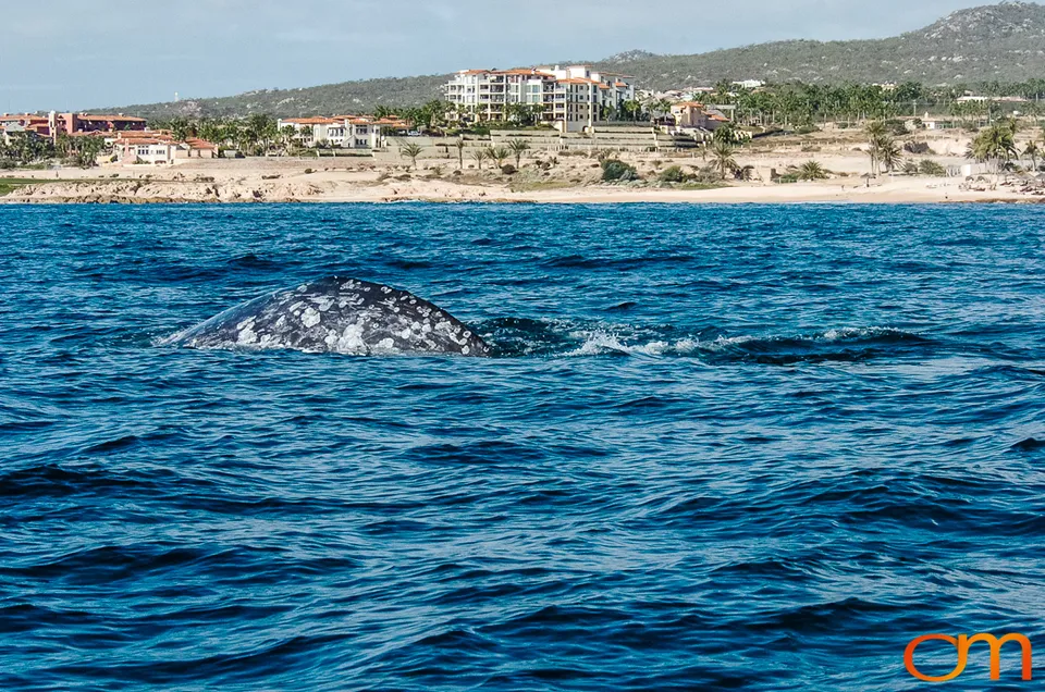 Cabo San Lucas: Marine Wildlife at Land’s End