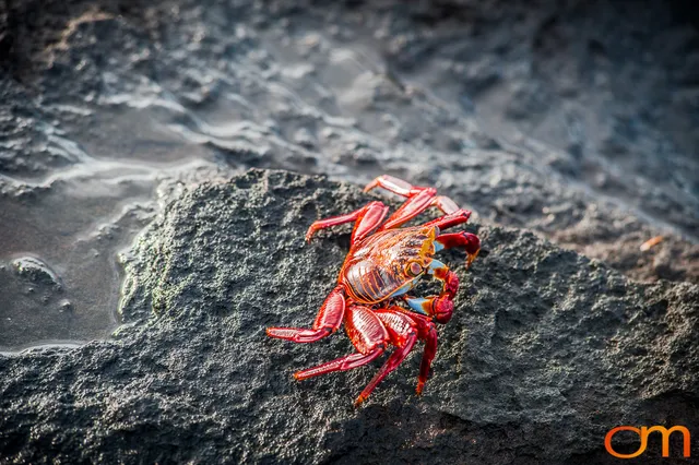 Sally Lightfoot Crabs of the Galápagos