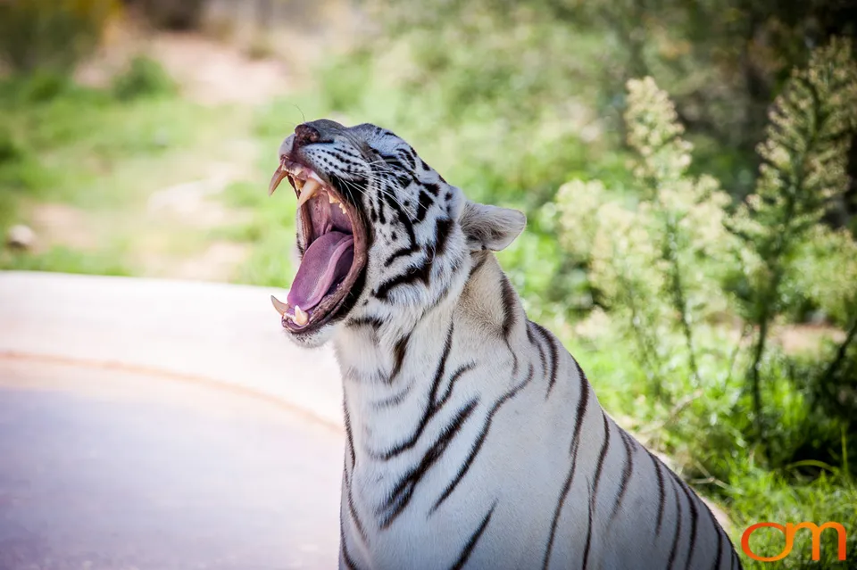 Out of Africa Wildlife Park & Sanctuary