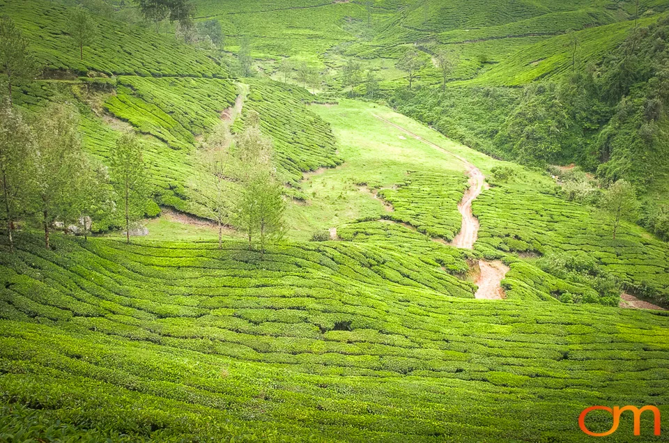 Tea Harvesting in Munnar
