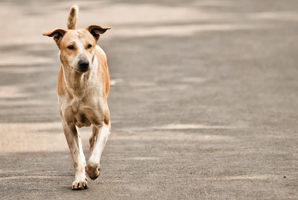 Kolkata Street Dogs: Community Care and the Indian Native Dog