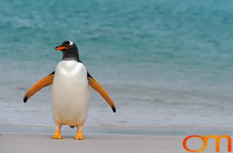 Gentoo Penguins