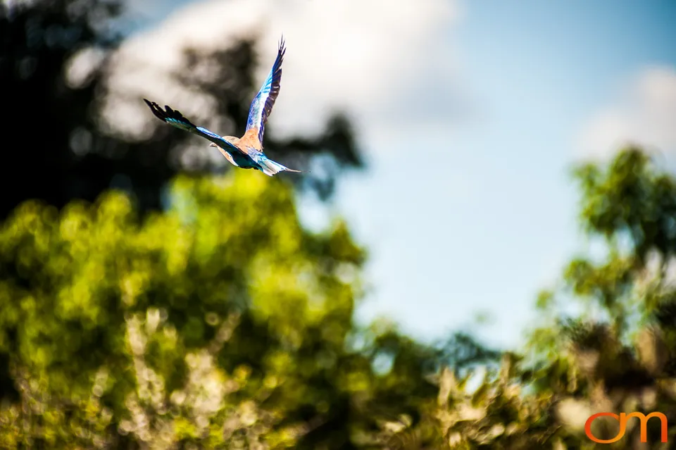 Okavango Delta, Botswana