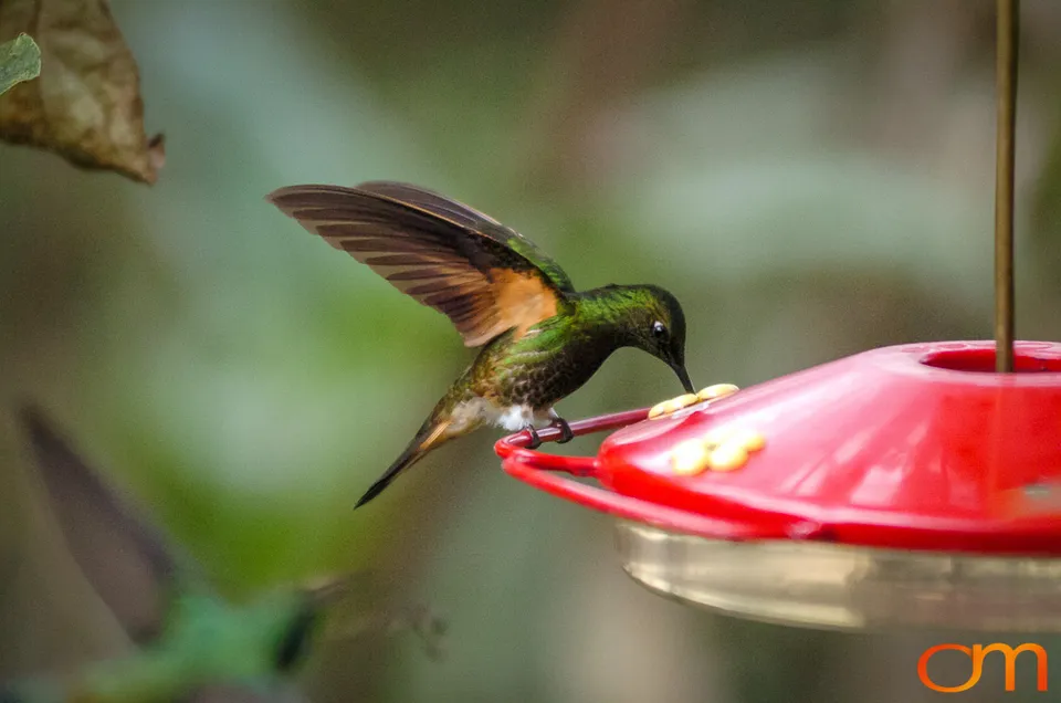 Buff-tailed Coronet