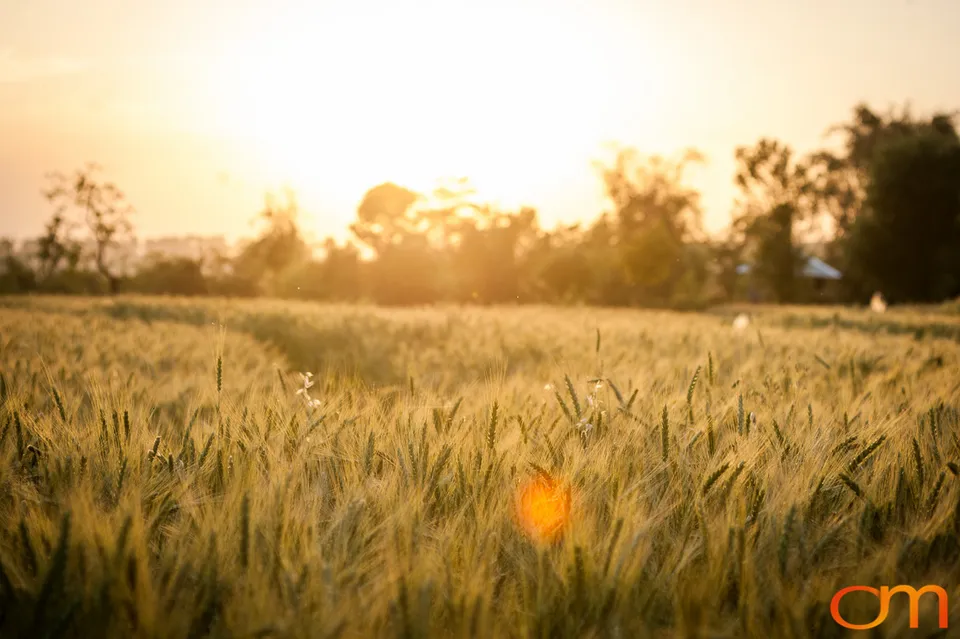 Dharamshala: Wheat Fields
