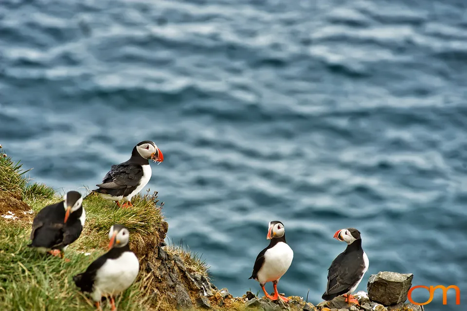 Atlantic Puffins at Látrabjarg