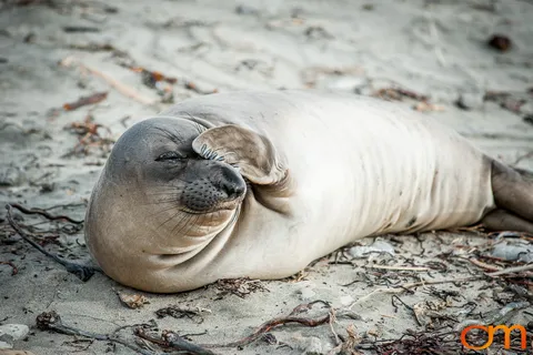 Northern Elephant Seals at Año Nuevo State Park