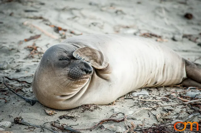 Northern Elephant Seals at Año Nuevo State Park