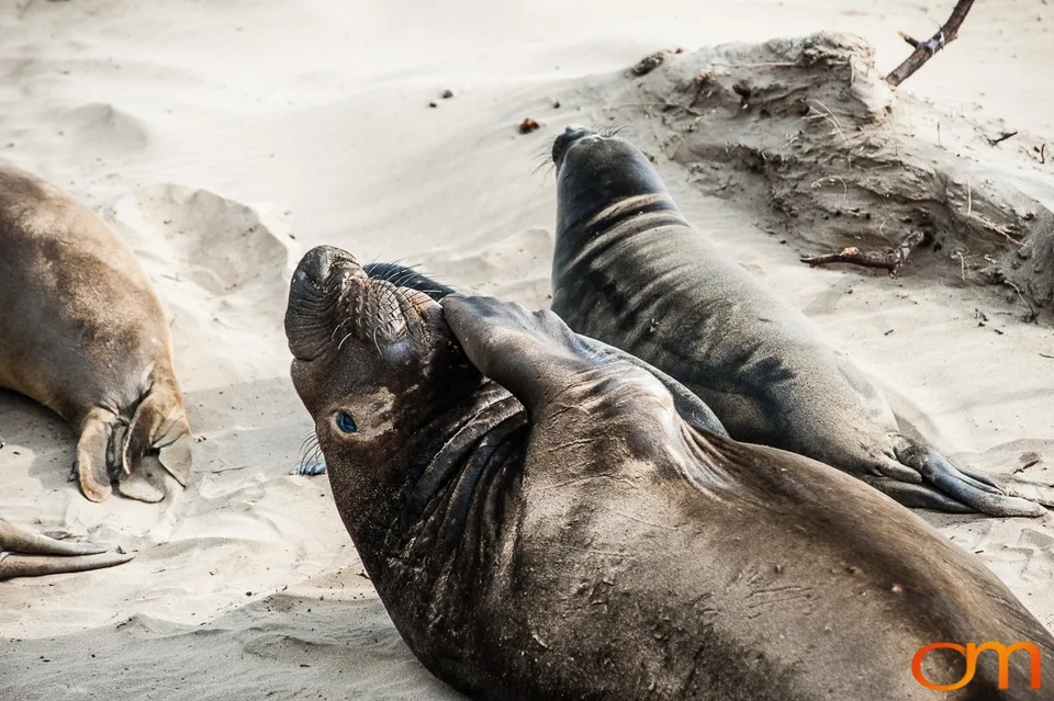 Northern Elephant Seals at Año Nuevo State Park