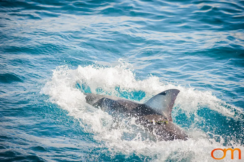 Port Lincoln and the White Sharks of the Neptune Islands
