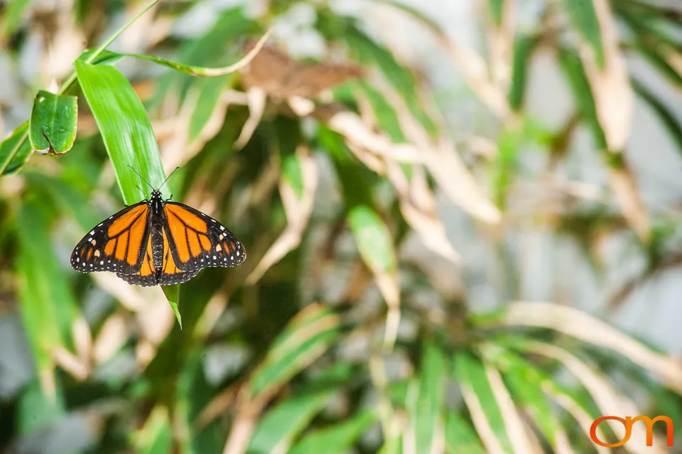 Butterflies and Moths at Butterfly Wonderland