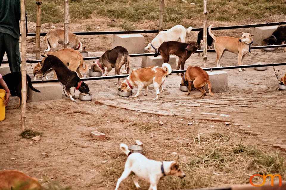 Kolkata Street Dogs: Community Care and the Indian Native Dog