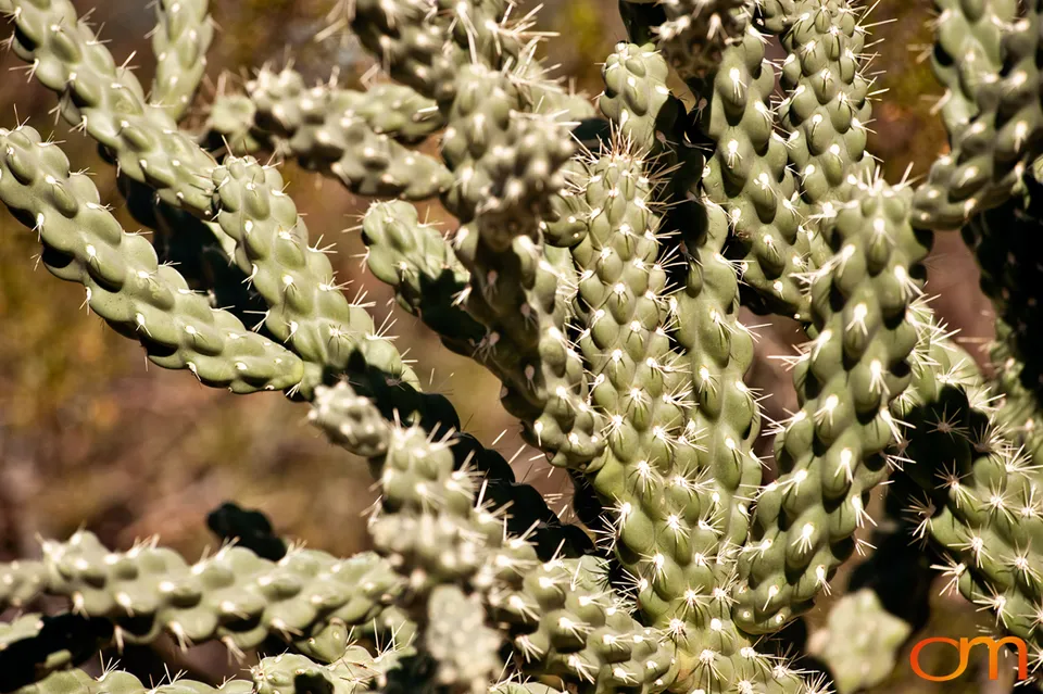 Desert Botanical Garden, Phoenix