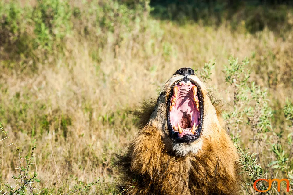 Leopards and Lions: Okavango Delta