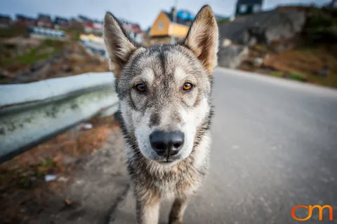 Qimmit: Greenland’s Working Sled Dogs