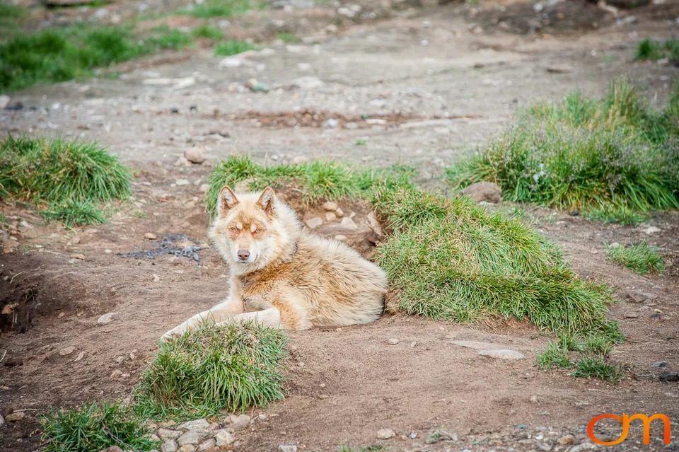 Qimmit: Greenland’s Working Sled Dogs