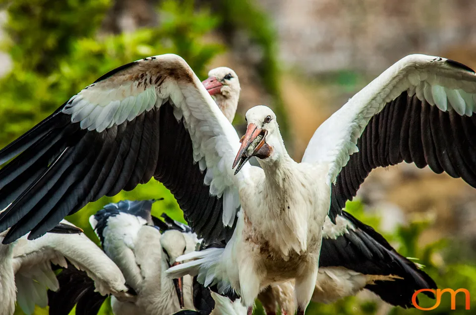 White Storks Nesting in Selçuk
