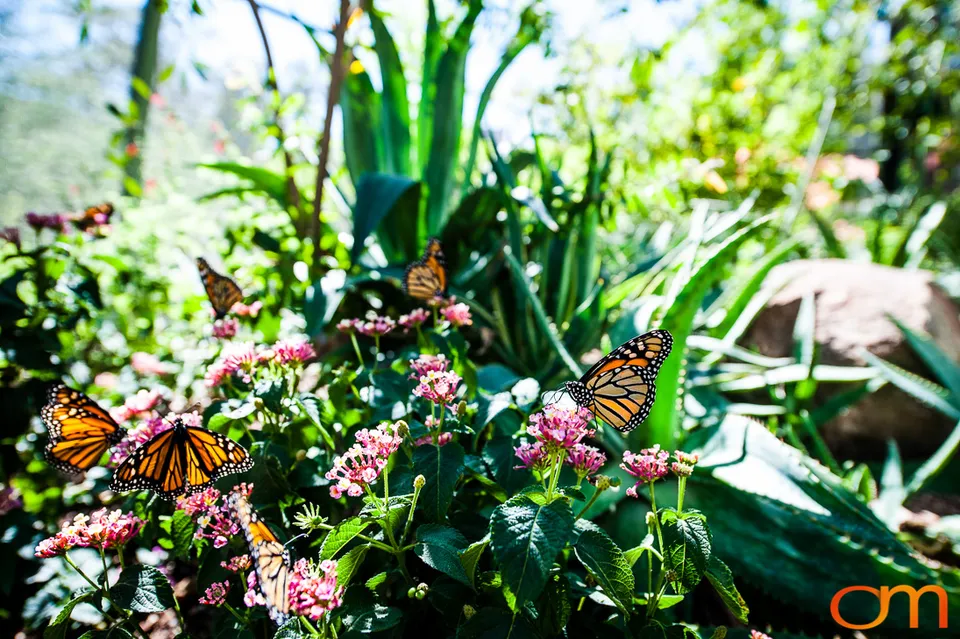 Butterflies and Moths at Butterfly Wonderland