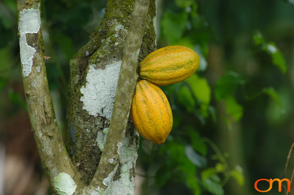 Ghana: Cocoa Plantations