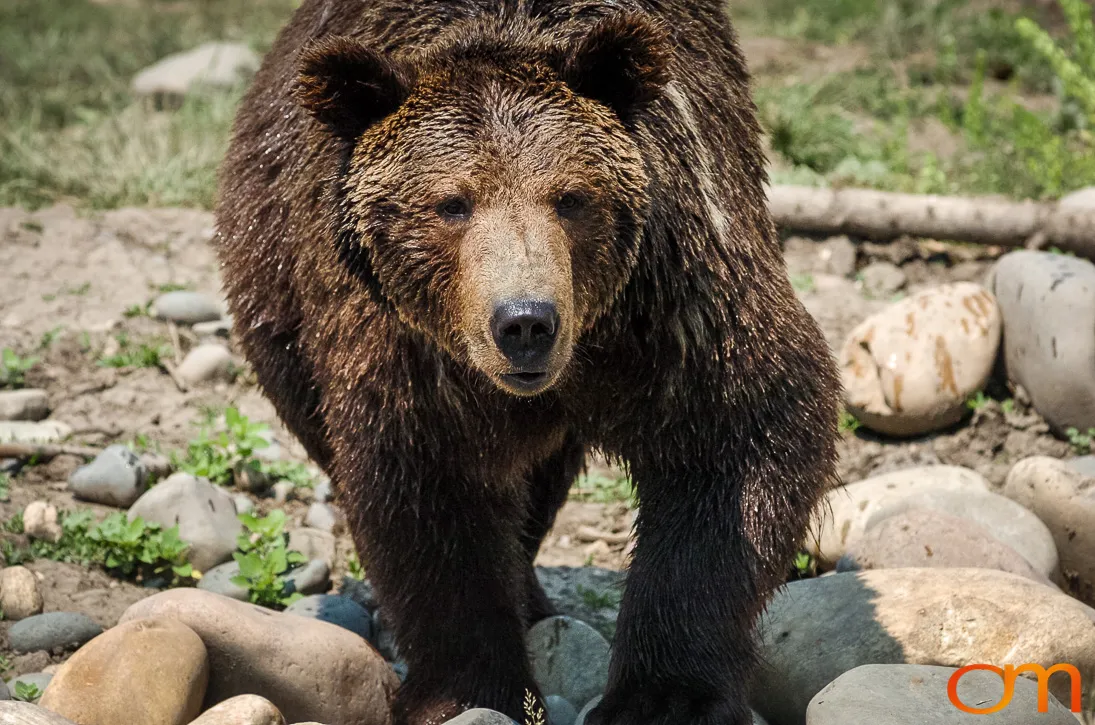 Brown Bears