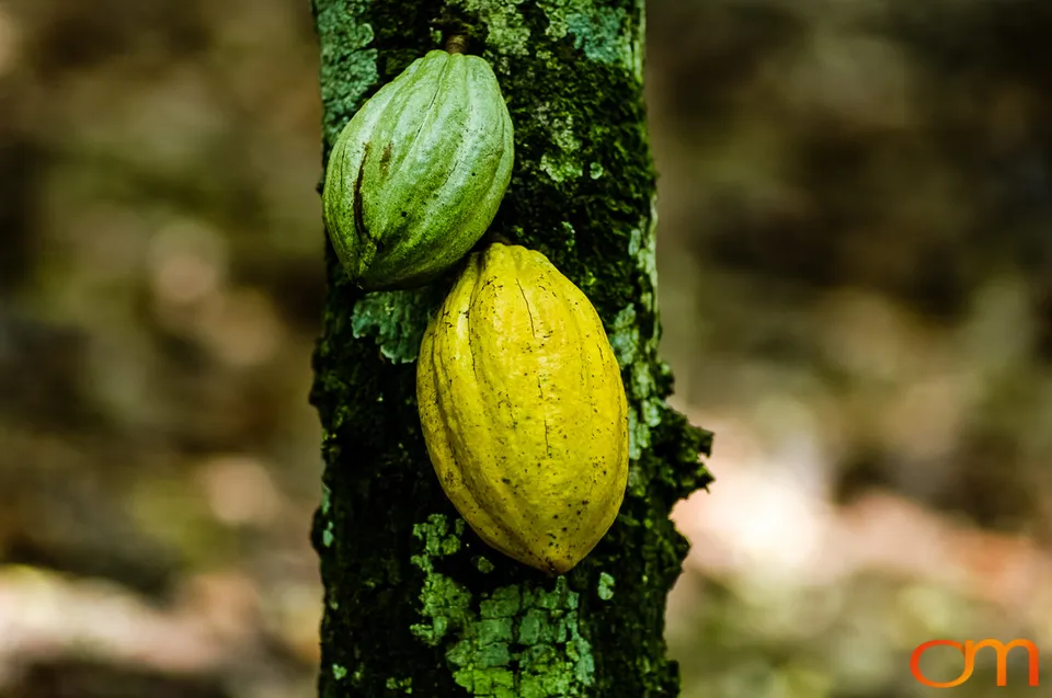 Ghana: Cocoa Plantations
