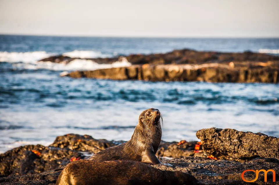Galápagos Fur Seals