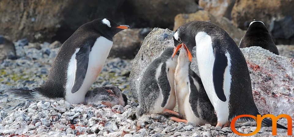 Gentoo Penguins